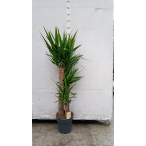 Yucca   ...