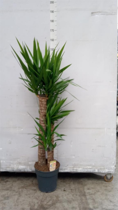 <h4>Yucca ...</h4>