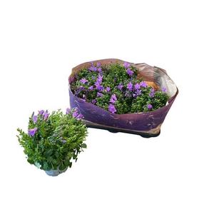 Campanula porte. Blueone 10,5Ø 20cm