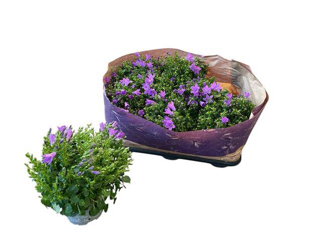 Campanula porte. Blueone 10,5Ø 20cm