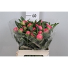 Paeonia Coral Charm