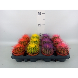 Echinocactus grusonii