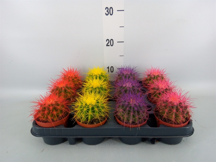 <h4>Echinocactus grusonii</h4>