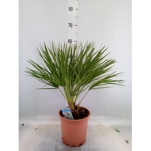 Chamaerops humilis