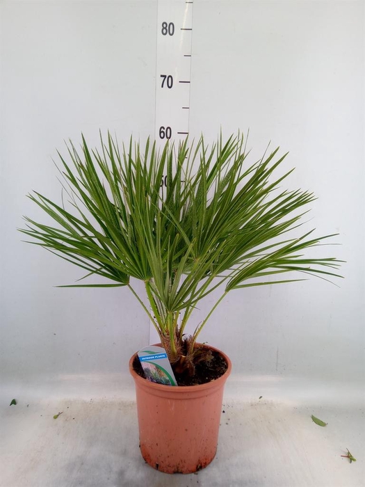 <h4>Chamaerops humilis</h4>