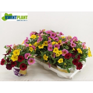 PETCH BEACAL GEM POT