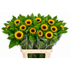 Helianthus Vincent's Choice