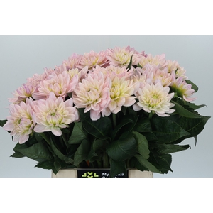 Dahlia Princess Kate