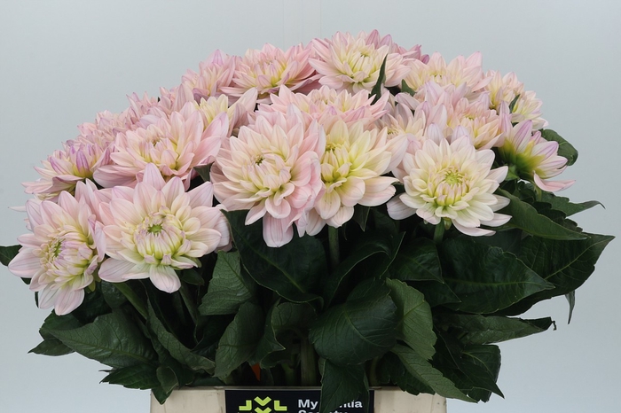 Dahlia Princess Kate