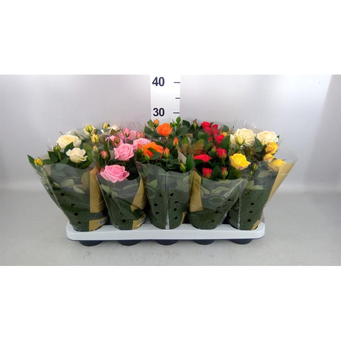 <h4>Rosa  'Kordana Grande'   ...mix</h4>