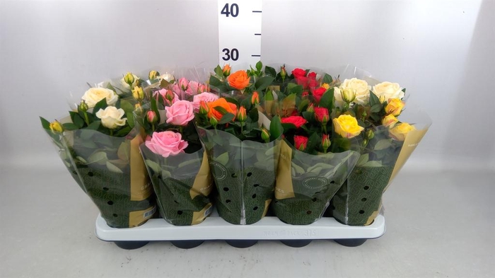 Rosa  'Kordana Grande'   ...mix