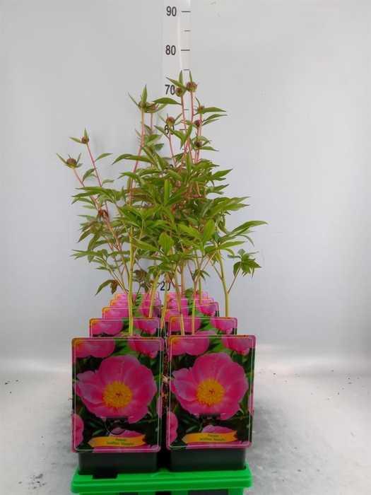 <h4>Paeonia lact. 'Nymphe'</h4>