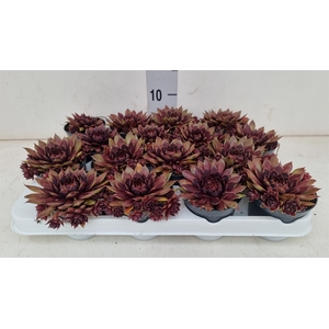 Sempervivum   ...