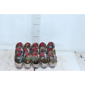 CACTUS MINI P06 FLORES ARTIFICIAL/DESIDRATADO