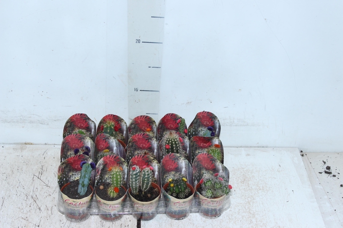 <h4>CACTUS MINI P06 FLORES ARTIFICIAL/DESIDRATADO</h4>