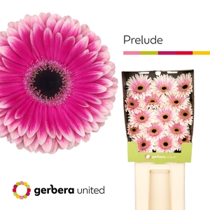 Gerbera Prelude Diamond