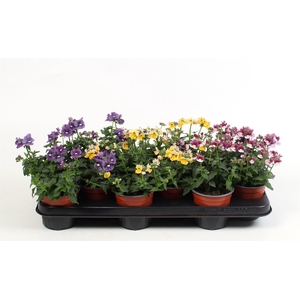 Nemesia   ...