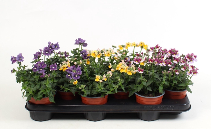 <h4>Nemesia   ...</h4>