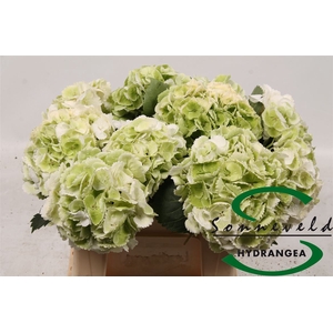 Hydrangea macrophylla 'Schneeball' (classic)