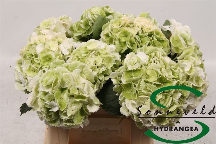 Hydrangea macrophylla 'Schneeball' (classic)