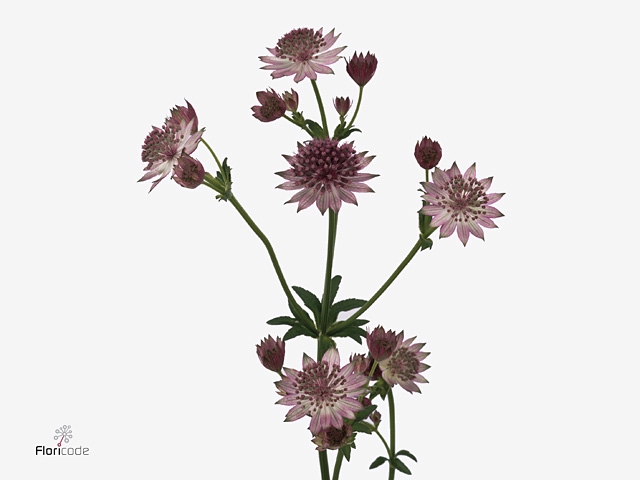 Astrantia Roma