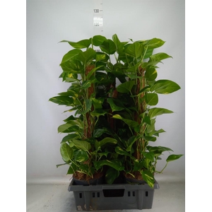 Epipremnum pinn.   ...moss stick