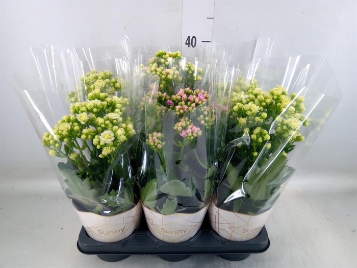 <h4>Kalanchoe   ...</h4>