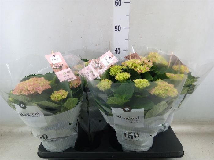 <h4>Hydrangea mac. 'Magical Revolution'</h4>