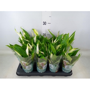 Spathiphyllum  'Pearl Cupido'