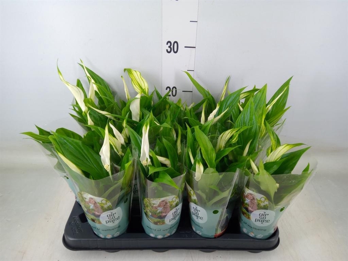 <h4>Spathiphyllum  'Pearl Cupido'</h4>