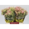 Blushing Bride Pink 10+ Flowers