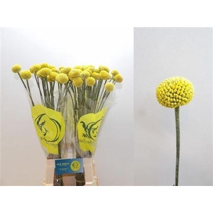 CRAS PAINTBALL POPUP