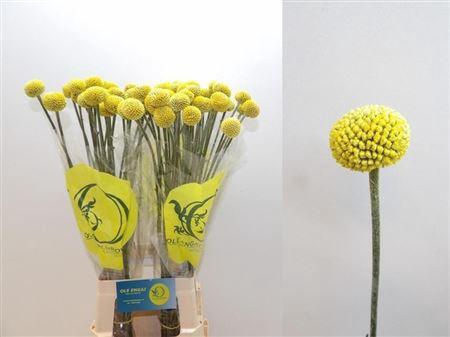 <h4>CRAS PAINTBALL POPUP</h4>