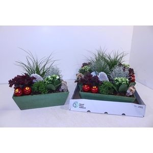 ARR TUINPLANTEN