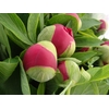 PAEONIA RED CHARM