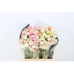 Ran Elegance Cappucino