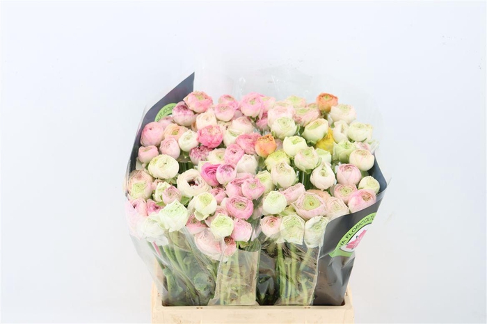 <h4>Ran Elegance Cappucino</h4>