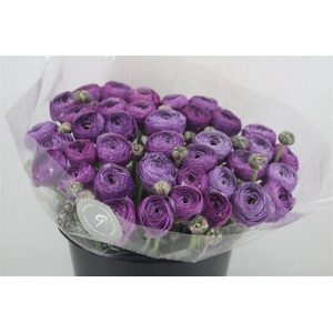 Ran Cloni Sup Nonno Antonio Parmela