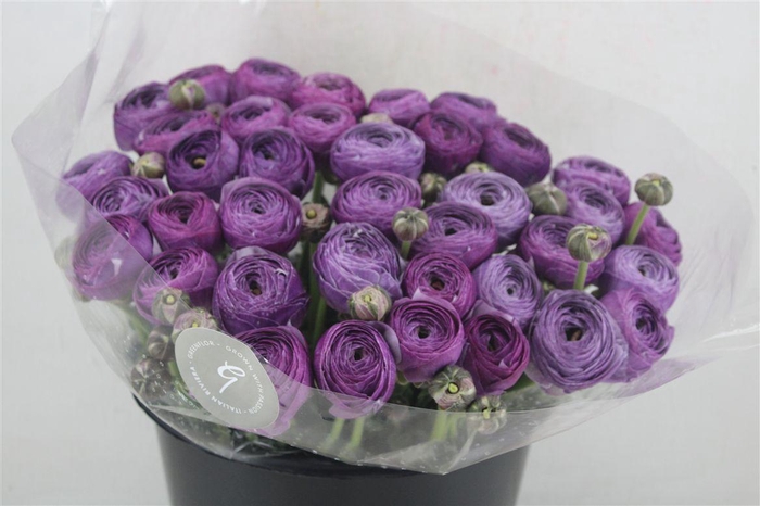 <h4>Ran Cloni Sup Nonno Antonio Parmela</h4>