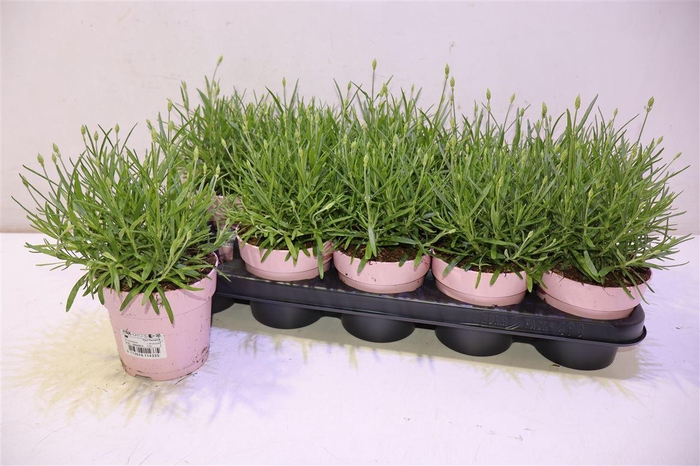 <h4>arr8 Lavan An Rosea</h4>