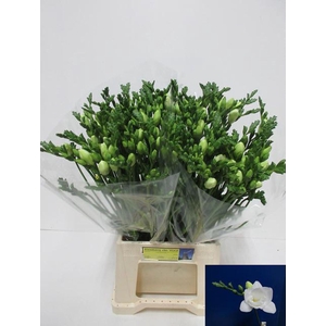 Freesia du Vivre