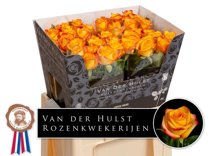 <h4>Rosa a grande fleur Catalunya+</h4>