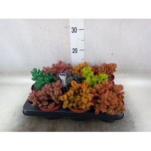 Cotyledon tome. ladys.
