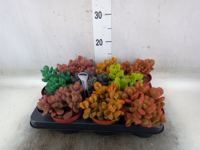 <h4>Cotyledon tome. ladys.</h4>