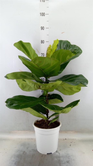 <h4>Ficus   ...</h4>