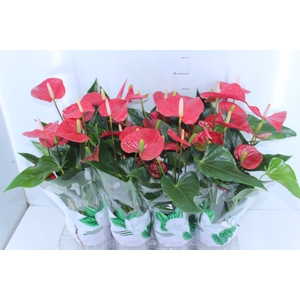 ANTHURIUM FELICITA P15 VERMELHO