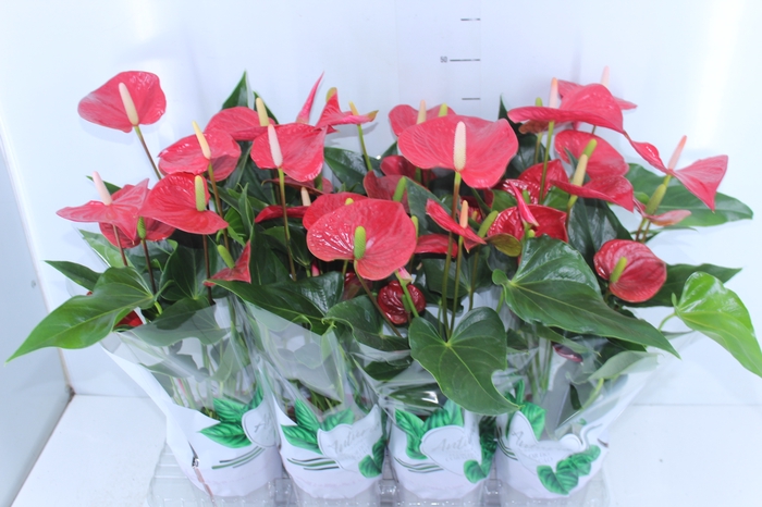 ANTHURIUM FELICITA P15 VERMELHO