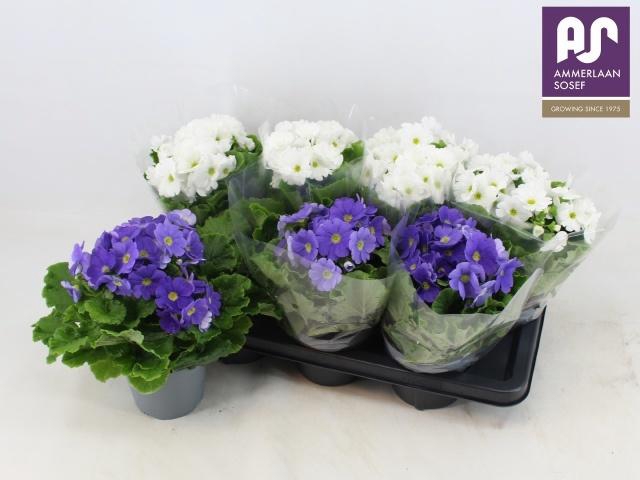 <h4>PRIM OB TM GEM</h4>