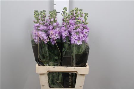<h4>Matth Iron * Premium* Lavendel</h4>