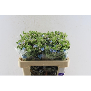 Oxypetalum Tan Pur Blue